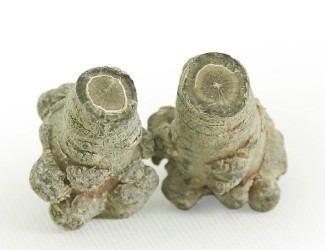 三七的頭數(shù)是什么？