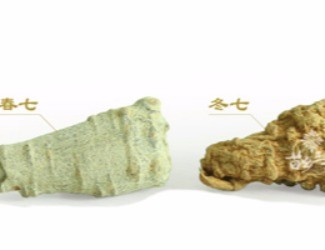 春三七與冬三七區(qū)別詳解，選三七尤其需要注意的知識