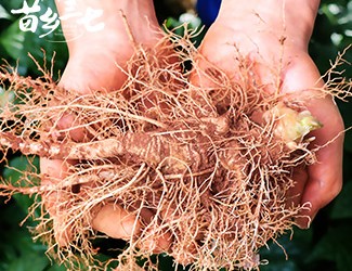 鮮三七和干三七哪個效果好，二者區(qū)別對比