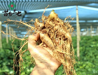 三七的功效與作用講解，從三七在血液系統(tǒng)的應(yīng)用分析