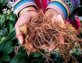 三七補(bǔ)虛強(qiáng)壯，保護(hù)心血管