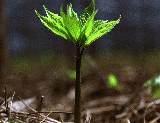 首個(gè)國(guó)家三七新品種誕生記——第5季