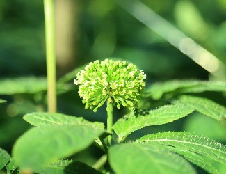 三七可樂，三七醋，三七雪茄煙？——那些新奇的三七產(chǎn)品