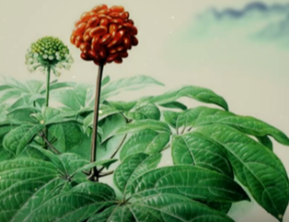 為什么說三七是“十全十美”的植物？