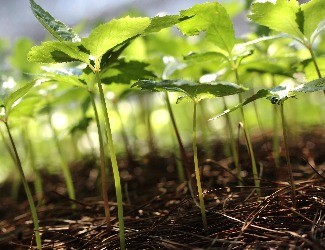 三七的一生——移栽、日常照料（三）