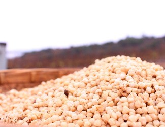 三七的一生——選種、選地（一）