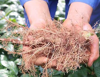 導(dǎo)致三七價(jià)格暴跌的罪魁禍?zhǔn)椎降资钦l(shuí)?(二)