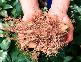 服用三七，也別忘了試試鮮三七