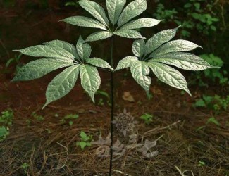 三七粉沖水的正確吃法，四個(gè)沖泡要領(lǐng)你知道幾個(gè)？